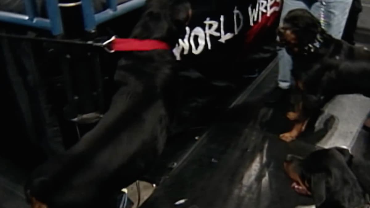 Rottweilers barking at each other at WWE Unforgiven 1999