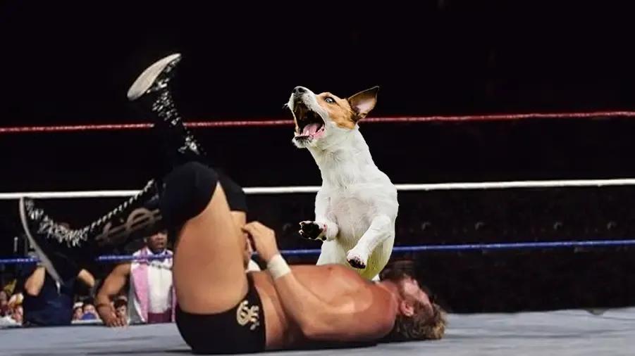 dog ted dibiase