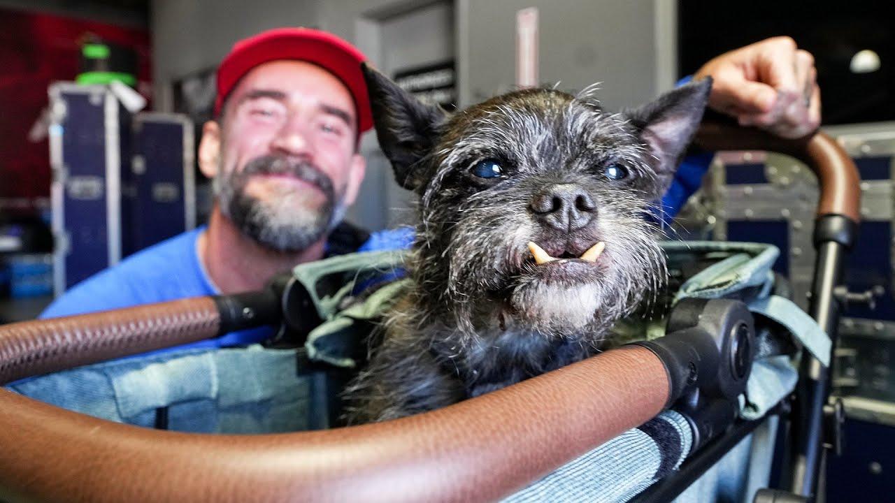 CM Punk's dog Larry sits in a stroller and poses for the camera while Punk smiles in the background