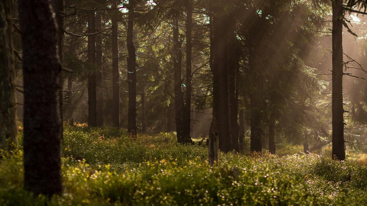 Forest with trees